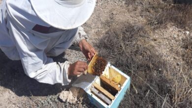 aricilik tesvik edilmeli OHknCDwB