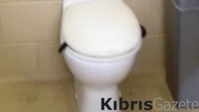 Avusturalya'da korkunç görüntü! Klozet kapağının altından yılan çıktı... 9 avusturalyada korkunc goruntu klozet kapaginin altindan yilan cikti i9O5Z5lD