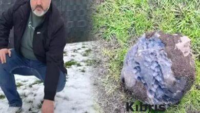 bahcesine goktasi dusen turkun hayati degisti abd ve hindistan pesinde MprXeUPA