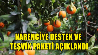 Hükümet, Kuzey Kıbrıs Türk Cumhuriyeti’ndeki tarımsal üretimin her adımına destek vermeye devam ediyor. Narenciye yapımcıları ile Tarım ve Doğal Kaynaklar Bakanlığı’nın yaptığı çalışmalar ışığında uzun vakitten beridir ilk kez narenciye destek teşvikleri bütçesi amacıylade %6,5’lara kadar düşmüş olan narenciye payı %20 civarına çıkarıldı. 5 basbakan unal ustelden narenciye ureticisine mujde 1110 2024 01 07 m