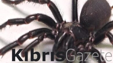 dunyanin en zehirli orumceginin en buyuk ornegi avustralyada bulundu cS4K8RAx