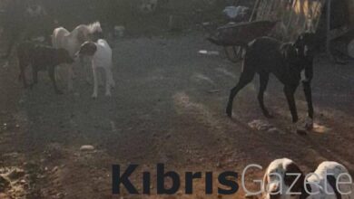 guzelyurt hayvanlari koruma dernegi kalkanli koyu sokak kopegi tehlikesine maruz birakildi UhC8Fyhy