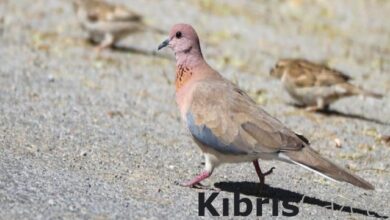 İspanya'da bir garip ceza: Kumru besledi diye... 7 ispanyada bir garip ceza kumru besledi diye rNlDucIX