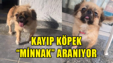 Kayıp köpek ‘Minnak’ aranıyor 6 kayip kopek minnak araniyor 1501 2024 01 07 m