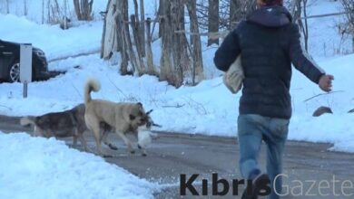 Muş'ta köpeklerin saldırdığı kedi için canını ortaya koydu 1 musta kopeklerin saldirdigi kedi icin canini ortaya koydu kGRMMEuq