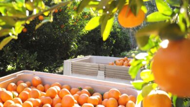 narenciye atesi yakan ureticilere dava okunacak F4zrQMOa