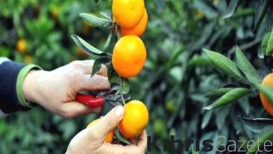 narenciye kesim ekipleri birligi suresiz greve gittigini acikladi eYe21axO