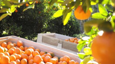 narenciye kesim ekipleri birliginin grevi devam ediyor w5Mfz5Lt