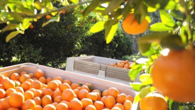 narenciye ureticiler birligi derneginden aciklama C7XS35Nz