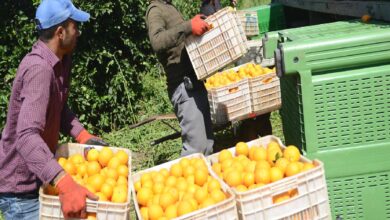 narenciye ureticilerinden grev karari ZzKOeq2O