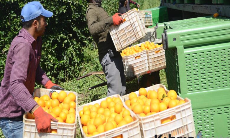 Narenciye Üreticilerinden grev kararı 1 narenciye ureticilerinden grev karari ZzKOeq2O