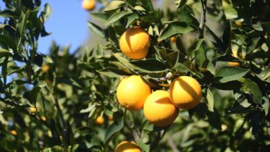 narenciyede kriz cozuldu OydUy5jH