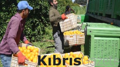 narenciyede maliyet krizi MN9qWbm7