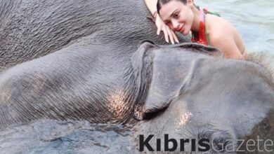 Oyuncu Rabia Soytürk'ün fille pozları olay oldu! Filin burnuna oturduğu kareye yorum yağdı 5 oyuncu rabia soyturkun fille pozlari olay oldu filin burnuna oturdugu kareye yorum yagdi NX427xha