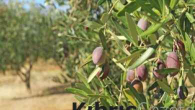 Tarım Bakanlığından zeytin üreticilerine duyuru 5 tarim bakanligindan zeytin ureticilerine duyuru R8DIgX6h