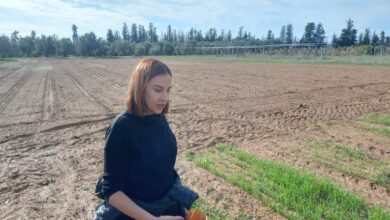 Tarımsal Araştırmalar Enstitüsü, zararlılarla doğru mücadele ederek verimi artırmak için proje yürütüyor 2 tarimsal arastirmalar enstitusu zararlilarla dogru mucadele ederek verimi artirmak icin proje yurutuyor hWgq97F5