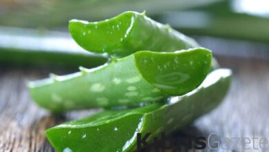 terlemeye son sizi kokudan kurtaracak o mucizevi bitki An45Rhd1