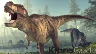 trexin en yakin akrabasiyla tanisin 71 milyon yil once yasayan vahsi bir dinozorun kalintilari STBTeaHN