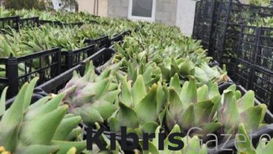 turkiyeden enginar ve narenciye zararlisi ile mucadeleye teknik destek BLHsfA3L