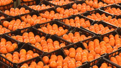 turkiyenin urunlerimize ambargo koydugu iddialari kesinlikle dogru degil vIewyTdZ