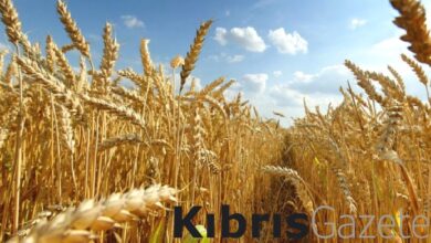 8 bin 473 ureticiye 142 milyon tl dgd odemesi yapildi O21VRla4