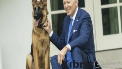 ABD Başkanı Biden'ın köpeği Commander, 24 Gizli Servis personelini ısırdı 10 abd baskani bidenin kopegi commander 24 gizli servis personelini isirdi Hn1JQp44