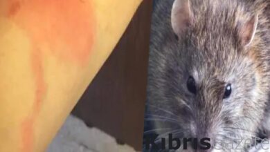 alaskada ilk olum gerceklesti hayvanlardan insanlara bulasiyor 8ZcjtAKI