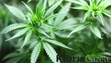 almanyada koalisyon hukumeti esrarin sinirli yasallasmasi konusunda anlasti 1pRKSP9e