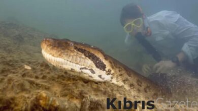 Amazon yağmur ormanlarında dünyanın en büyük yılan türü keşfedildi 4 amazon yagmur ormanlarinda dunyanin en buyuk yilan turu kesfedildi Cpvf66Eb