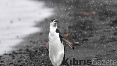 antarktikadan avustralyaya giden penguen saskinlik yaratti 7z87Evjs