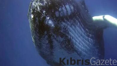 Bilim insanları araştırdı! Balinaların su altında nasıl şarkı söylediği ortaya çıktı 9 bilim insanlari arastirdi balinalarin su altinda nasil sarki soyledigi ortaya cikti 2V6lIeVp