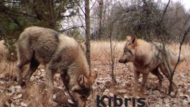 cernobildeki radyasyona direncli kurtlar care olabilir JZW8nyKx