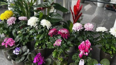 Çiçeklerin yanına yaklaşılmıyor 1 ciceklerin yanina yaklasilmiyor nUbLaI2u