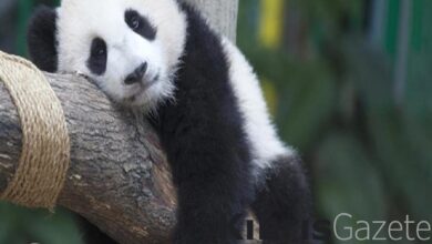 cin ile abd arasinda 20 yil sonra bir ilk panda kiralaniyor sEDLGqui