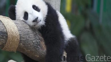 Çin’den ABD’ye ‘Kiralık Panda’ 2 cinden abdye kiralik panda kWUtGOqd