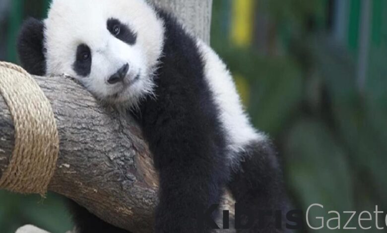 Çin’den ABD’ye ‘Kiralık Panda’ 1 cinden abdye kiralik panda kWUtGOqd