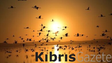 Dünya kitlesel bir yok oluşa doğru mu gidiyor? Göçmen hayvanların yüzde 20’si tehlikede! 9 dunya kitlesel bir yok olusa dogru mu gidiyor gocmen hayvanlarin yuzde 20si tehlikede CEXFcuwG