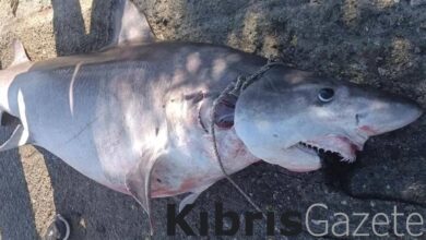 Fazilet Özdenefe: Köpek balığının öldürülmüş olması nedeniyle gurur duyulacak bir durum yok 5 fazilet ozdenefe kopek baliginin oldurulmus olmasi nedeniyle gurur duyulacak bir durum yok 5sZ9fLuG