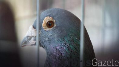 hindistan casus oldugu gerekcesiyle alikoydugu guvercini 8 ay sonra serbest birakti Zc4armV8