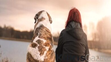 insanin varolussal sorgulamalari ve kisisel donusum mucadelesine dair bir kitap lazarus inZJnrB6