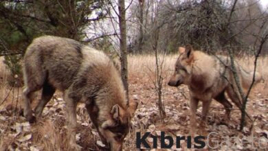 insanlari kanserden koruyacak ipucu cernobildeki radyasyona direncli kurtlar jgJORz8H
