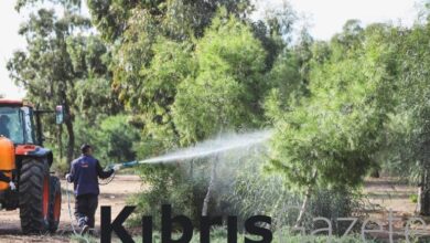 iskele belediyesinin cam kese bocegine karsi baslattigi mucadele tamamlandi 8QOPC55H