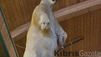 kanadada tuhaf soygun dondurulmus kutup ayisi calindi XyfTrnG2