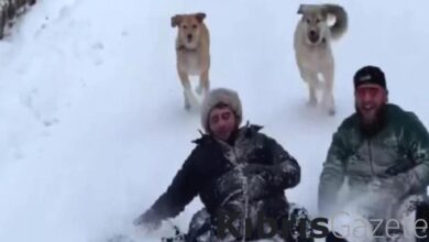 Kızakla kayan gençlere köpek sürprizi! Peşlerine düştüler... 8 kizakla kayan genclere kopek surprizi peslerine dustuler 7GD2F7pk