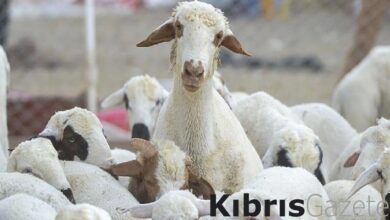 kucukbas hayvan ureticisine arpa hibesi NtuqIpcY