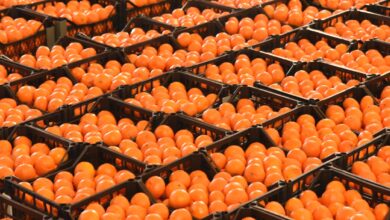 Narenciye üreticilerinin ‘ihracat’ sorunu çözüldü 5 narenciye ureticilerinin ihracat sorunu cozuldu BfRrsC4d