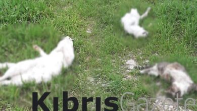 Sokaktaki canlar katlediliyor! 1 sokaktaki canlar katlediliyor 2Yc8QMb5