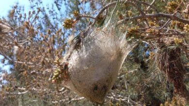 tabipleri birligi cam kese bocegi konusunda uyardi glCVeWdH