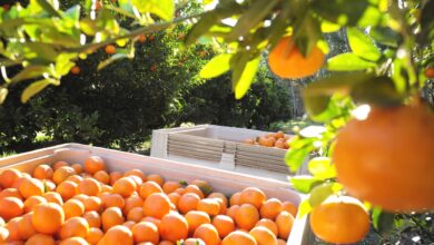 tarim bakanligi narenciye ihracati fumigasyonla mumkun 6ZKMMnpw