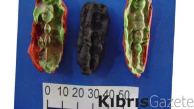 tas devrinden kalma sakiz donemin hastaliklari ve beslenme sekillerine isik tuttu 14b3O3As